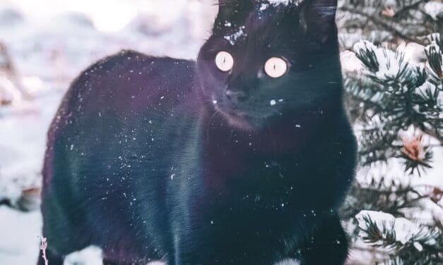 PET PATROL: Church the Cat