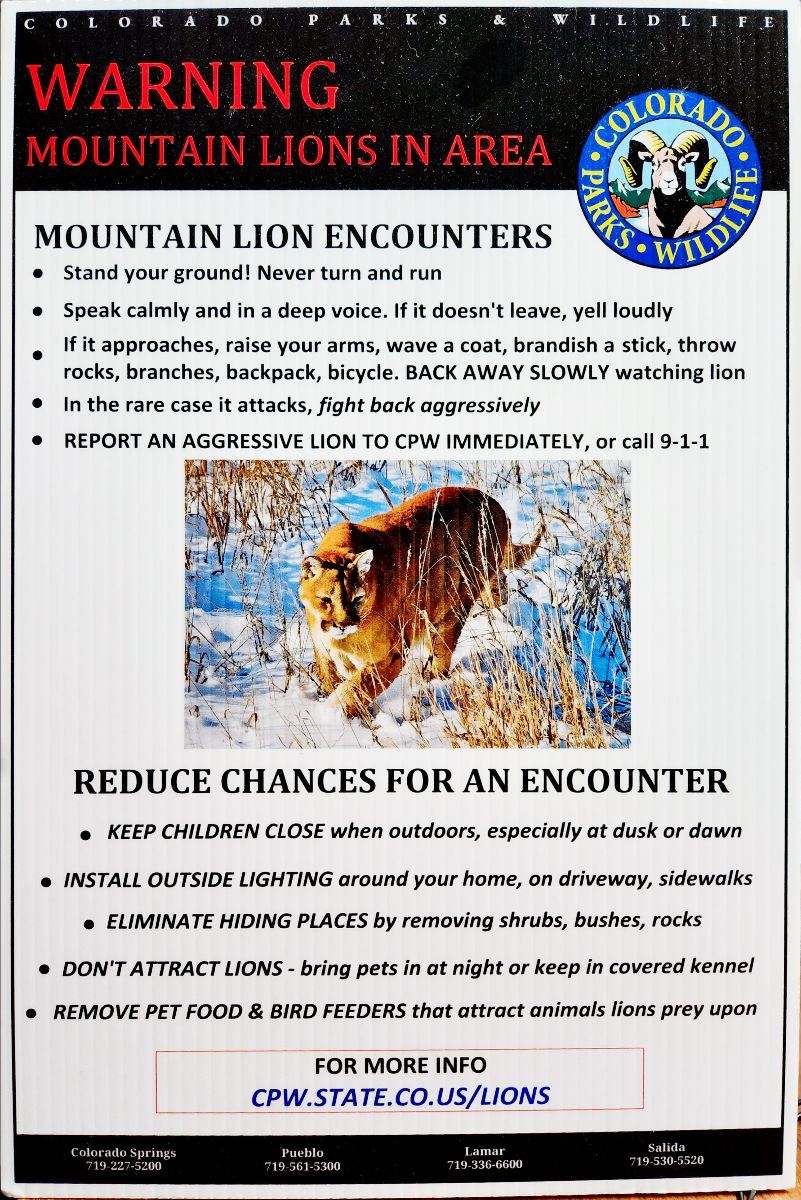 mountain lion attack