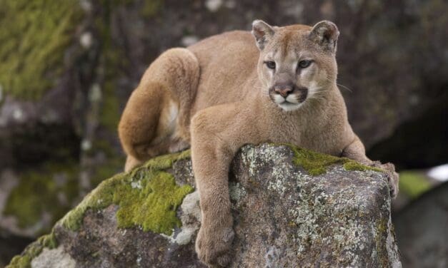 Nathrop Man Suffers Minor Injuries in Mountain Lion Attack