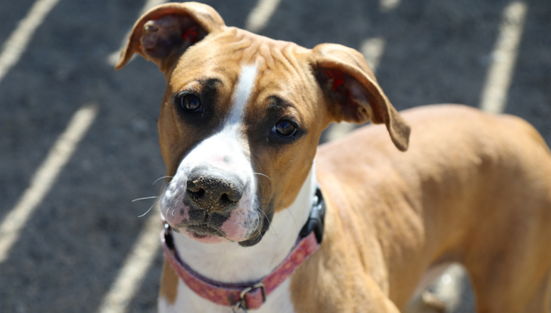 Pet of the Week: Emma