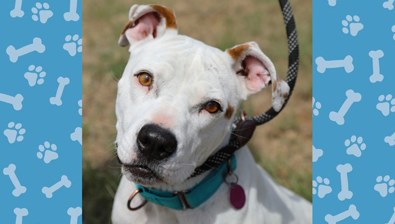 Pet of the Week: Pearl