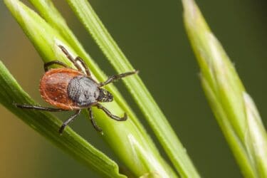 Chaffee County Public Health Warns of Wild Animal and Insect Interactions