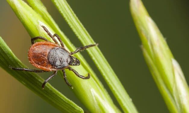 May is Lyme and Tick-Borne Disease Awareness Month