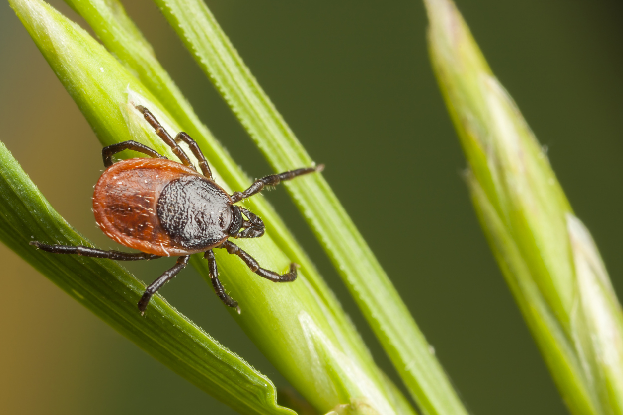 May is Lyme and Tick-Borne Disease Awareness Month