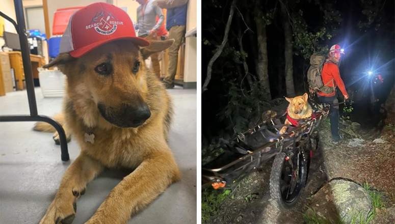 Bailey the Dog Rescued at Over 13,000 feet by Chaffee County Search & Rescue