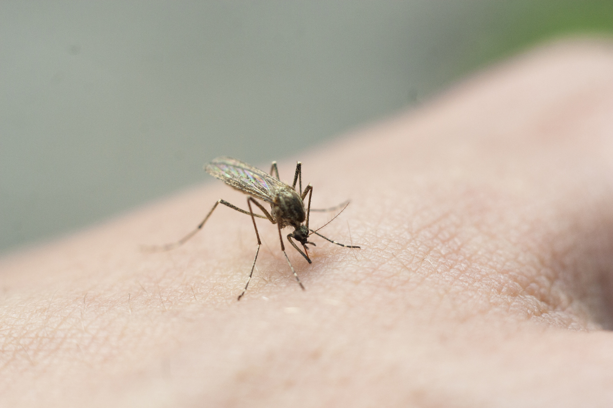 Chaffee County Public Health Confirms First Case of West Nile Virus