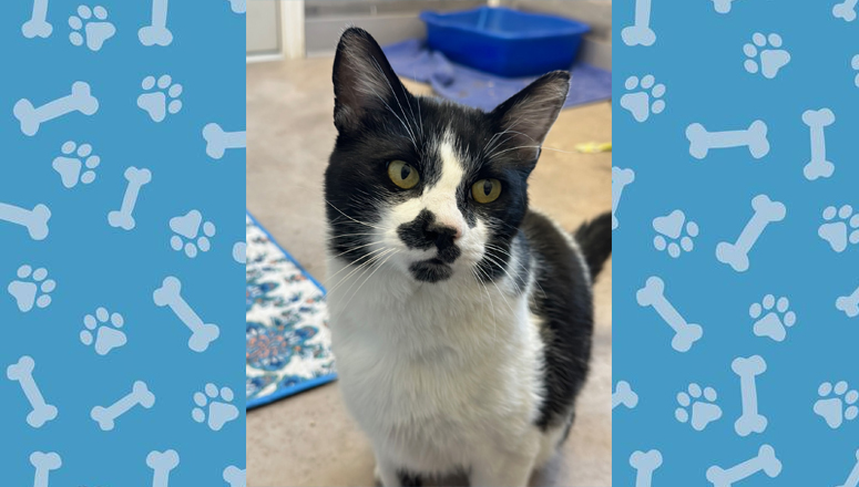 Pet of the Week: Sylvester