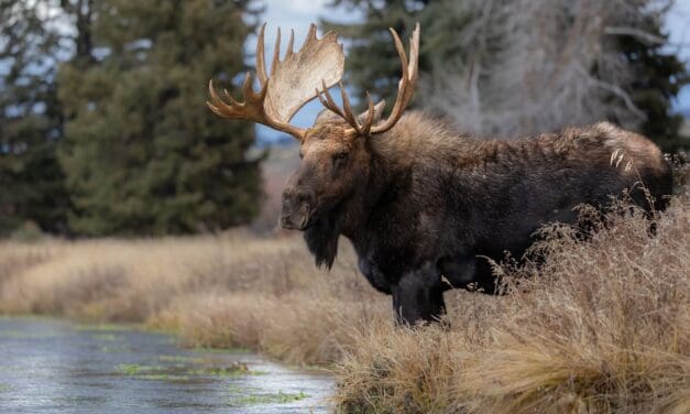 Parks & Wildlife Warns of Wildlife Interactions When in Colorado’s Back County