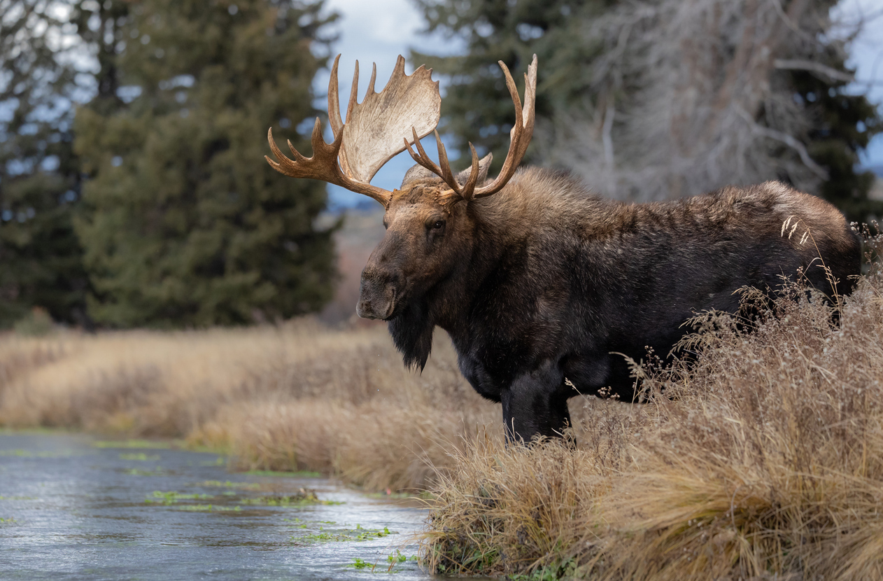 Parks & Wildlife Warns of Wildlife Interactions When in Colorado’s Back County