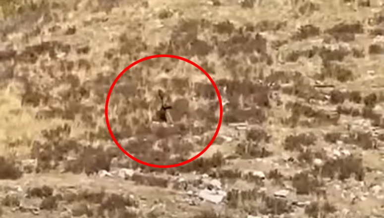 Colorado Bigfoot?