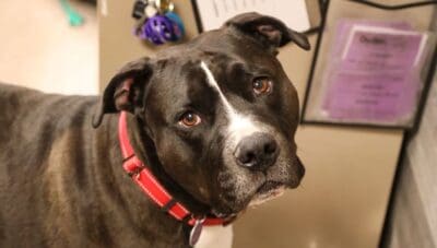 Humane Society Offers “Name Your Price” Adoption