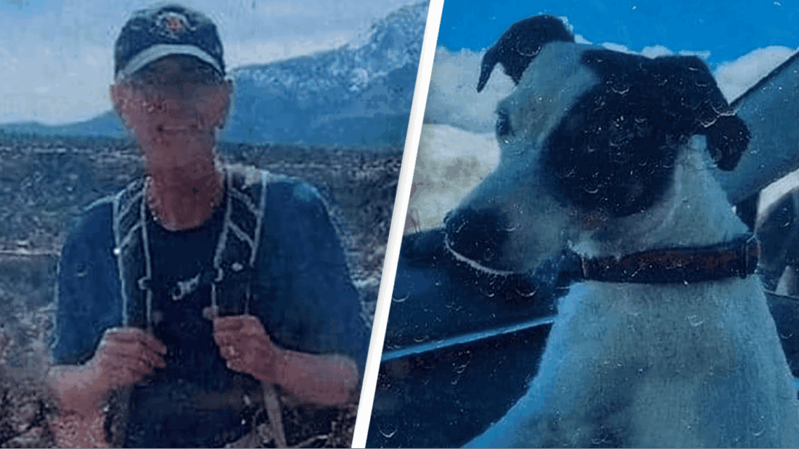 A Jack Russell Terrier Survived Alone for More Than 10 Weeks in the Mountains After Owner Died