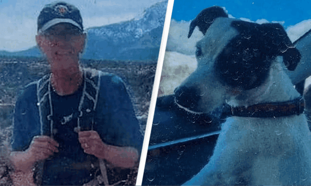 A Jack Russell Terrier Survived Alone for More Than 10 Weeks in the Mountains After Owner Died
