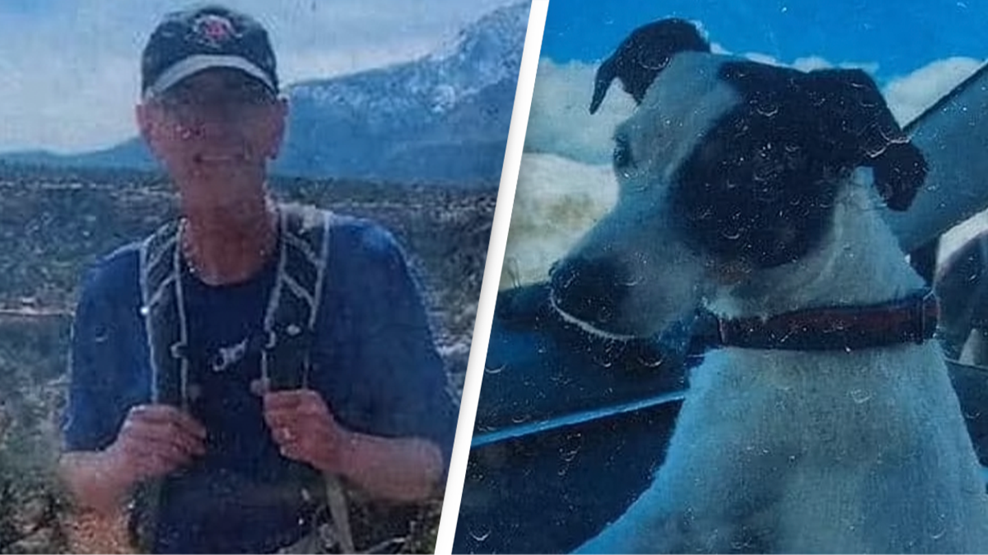 A Jack Russell Terrier Survived Alone for More Than 10 Weeks in the Mountains After Owner Died