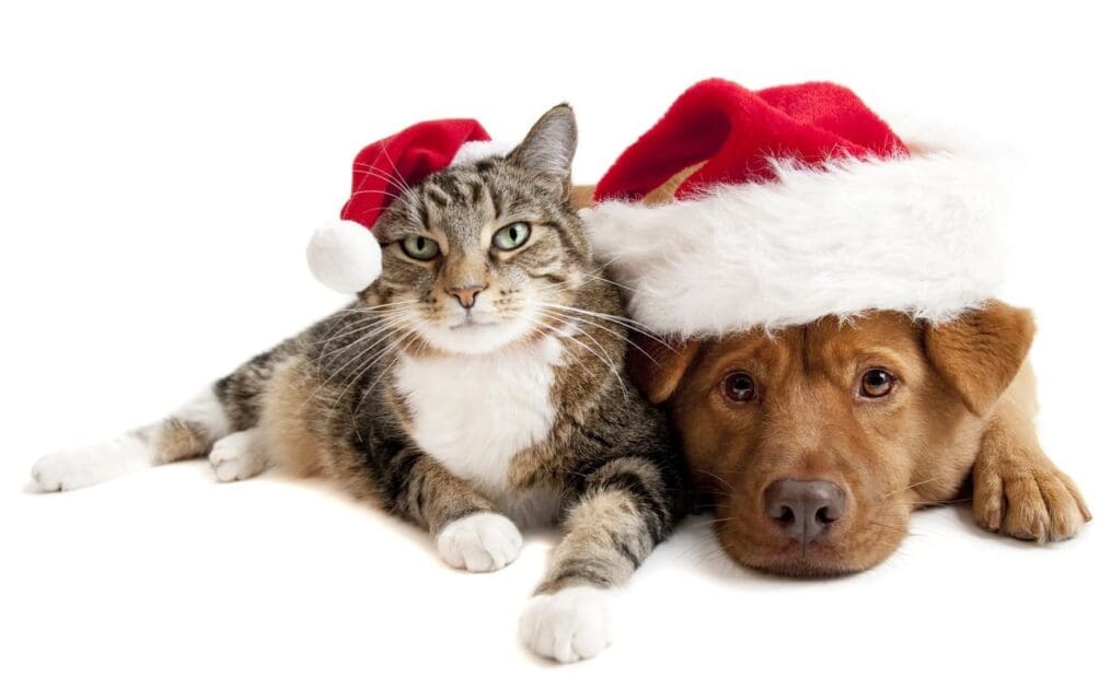 Pet Christmas Fun