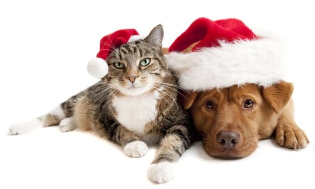 Pet Christmas Fun
