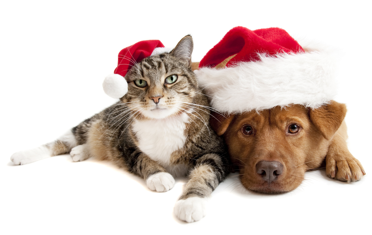 Pet Christmas Fun