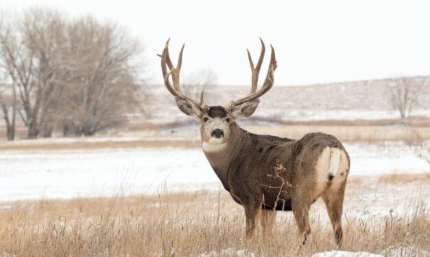 Colorado Parks & Wildlife Searching for a Mule Deer Buck that Attacked Silver Cliff Woman