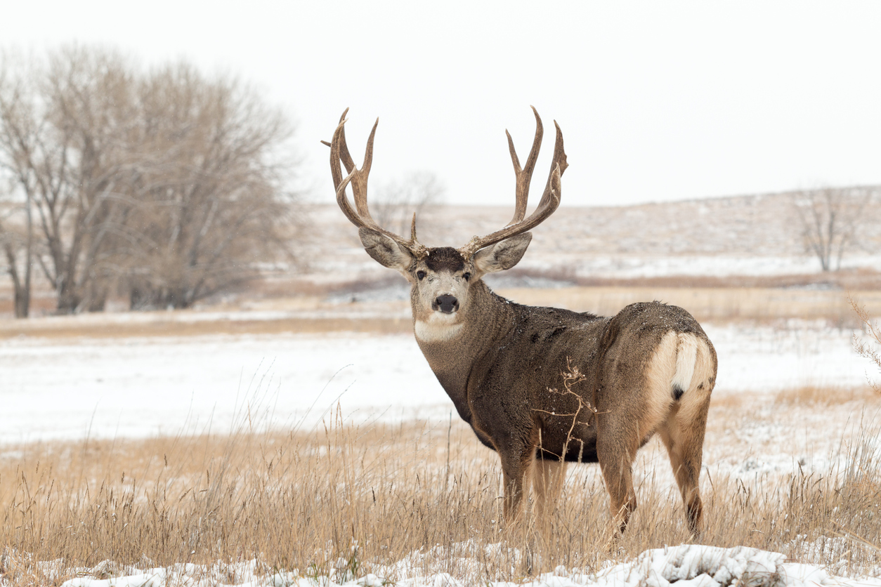 Colorado Parks & Wildlife Searching for a Mule Deer Buck that Attacked Silver Cliff Woman