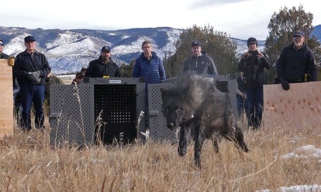 Colorado Parks and Wildlife has Released Five Gray Wolves in Colorado