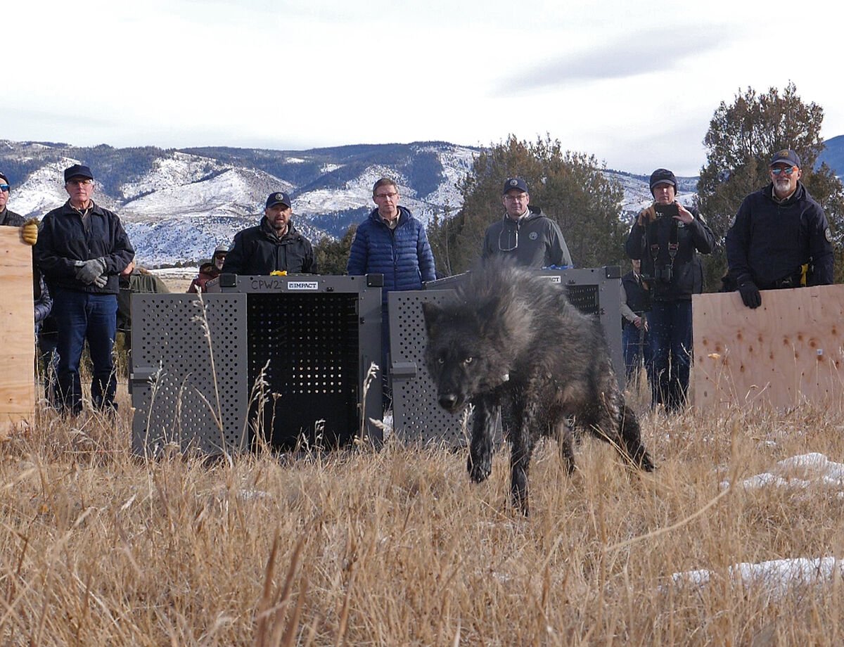 Colorado Parks and Wildlife Confirms Wolf Depredation in Grand County