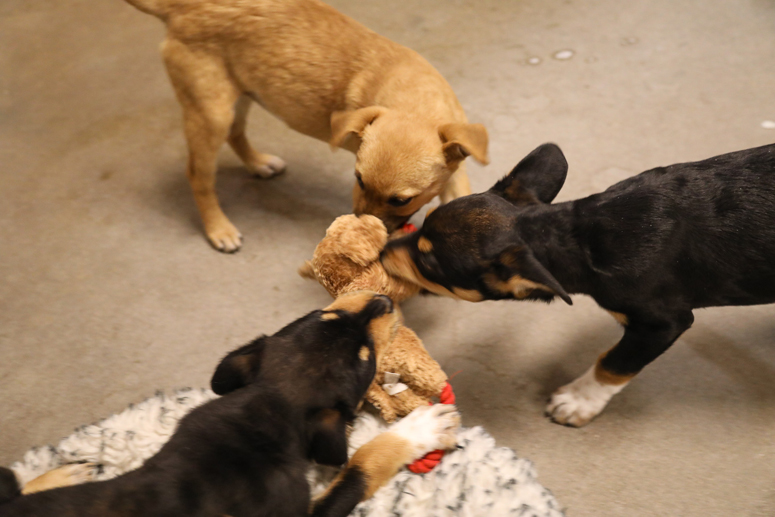Meet Oliver & Company – Six Abandoned Puppies Saved by the Ark-Valley Humane Society