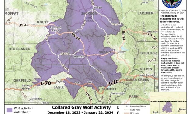 Gray Wolf Activity Map Released
