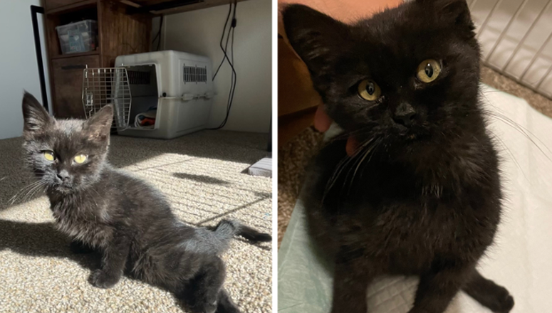 Meet Siren – The Kitten Found Trapped Under the Lariat’s Stage in Buena Vista