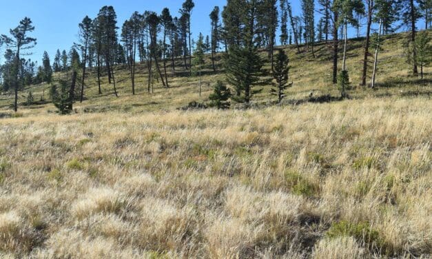 New report indicates wildfire mitigation projects could worsen wildfire