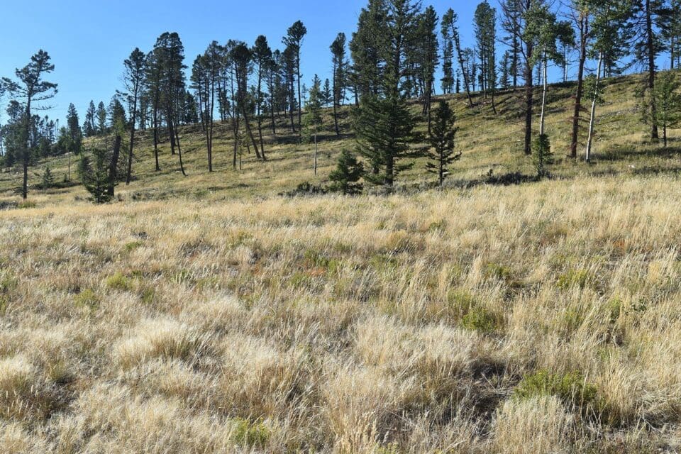 New report indicates wildfire mitigation projects could worsen wildfire