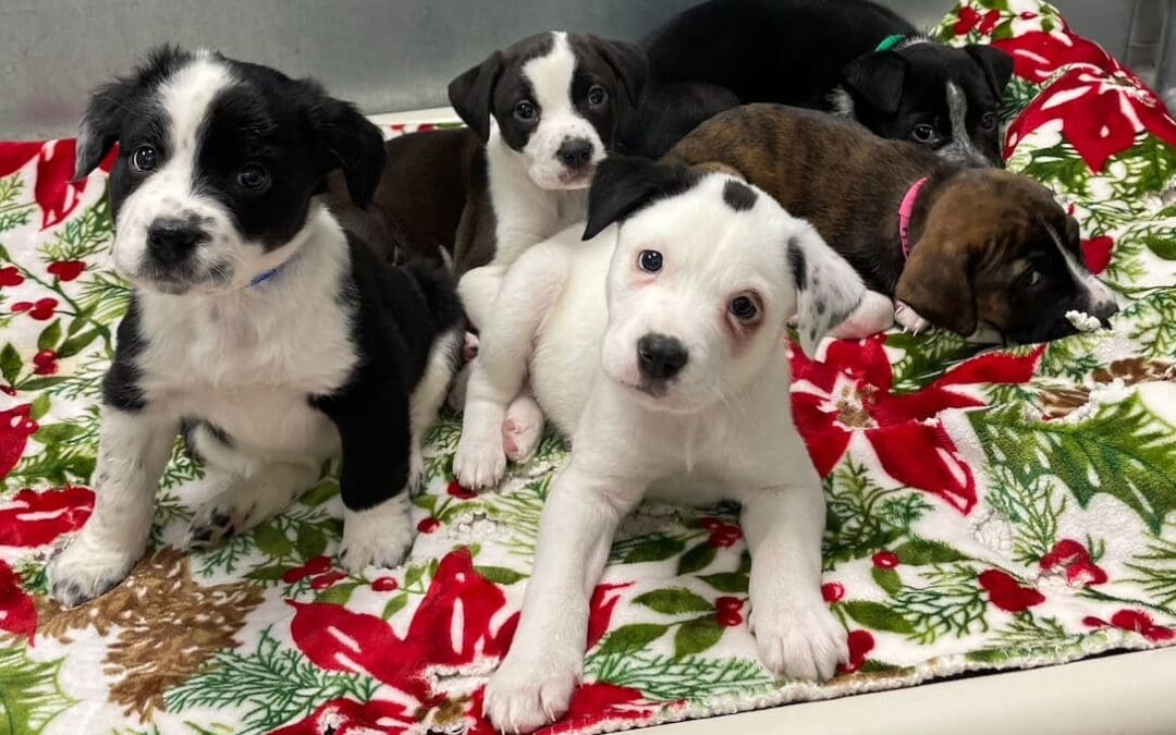 Puppy Love                                                            By: Judy Hamontre, AVHS Vice-chair