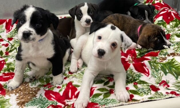 Puppy Love                                                            By: Judy Hamontre, AVHS Vice-chair