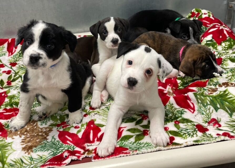 Puppy Love                                                            By: Judy Hamontre, AVHS Vice-chair