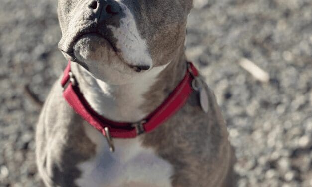 Star is the Heart of the Rockies Radio ‘Pet of the Week’