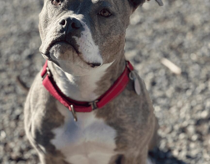 Star is the Heart of the Rockies Radio ‘Pet of the Week’