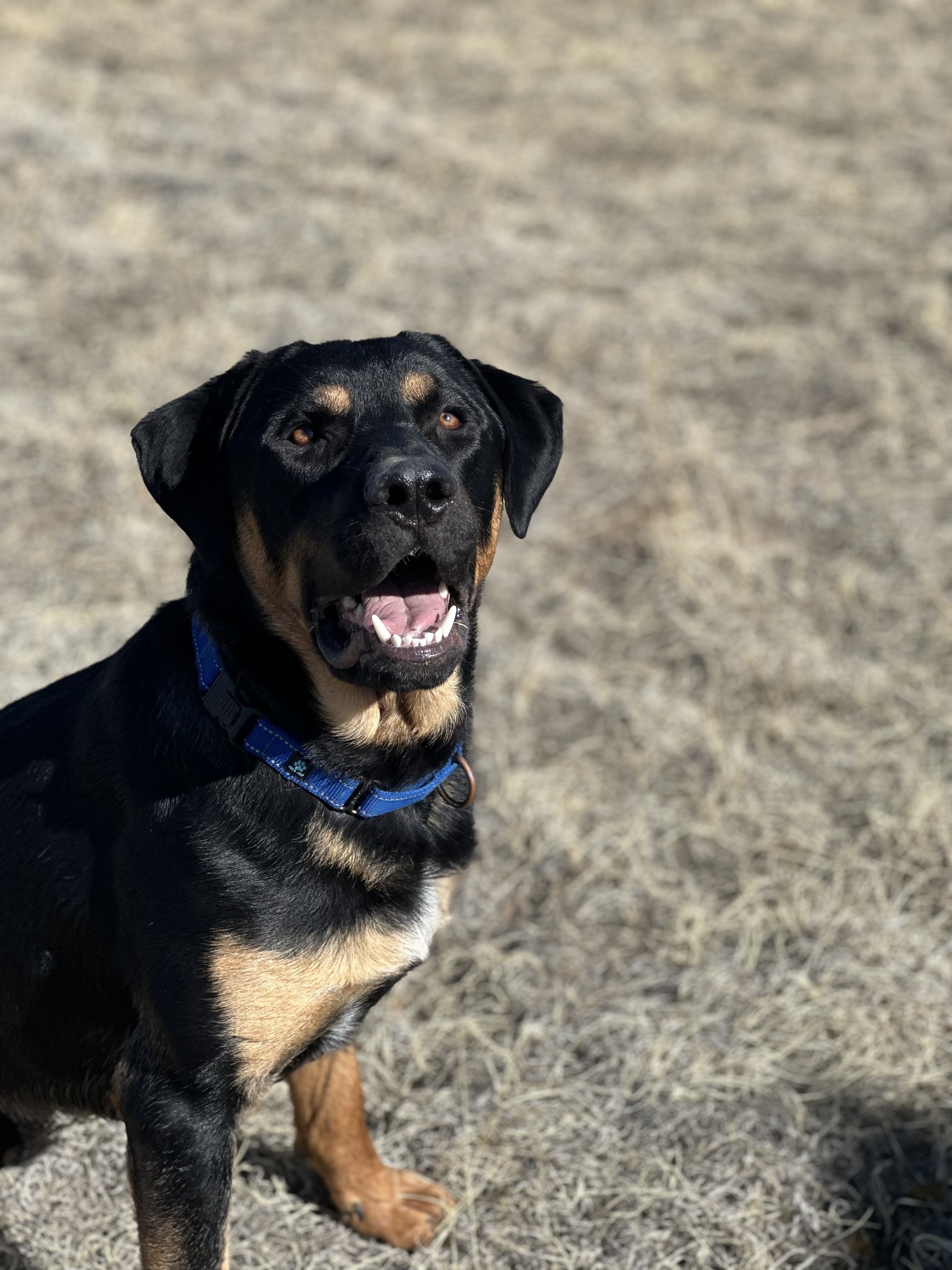 “Bear” is our Heart of the Rockies Radio ‘Pet of the Week’