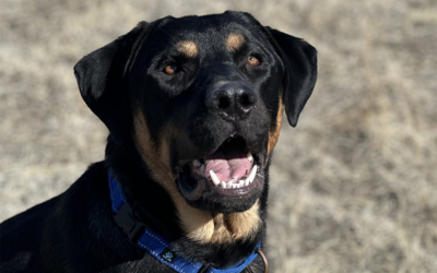 “Bear” is our Heart of the Rockies Radio ‘Pet of the Week’