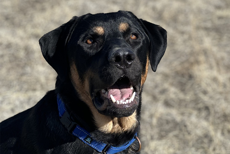 “Bear” is our Heart of the Rockies Radio ‘Pet of the Week’