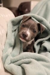 Pittie Puppy Thrivers