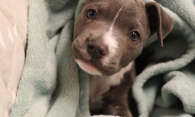 Pittie Puppy Thrivers