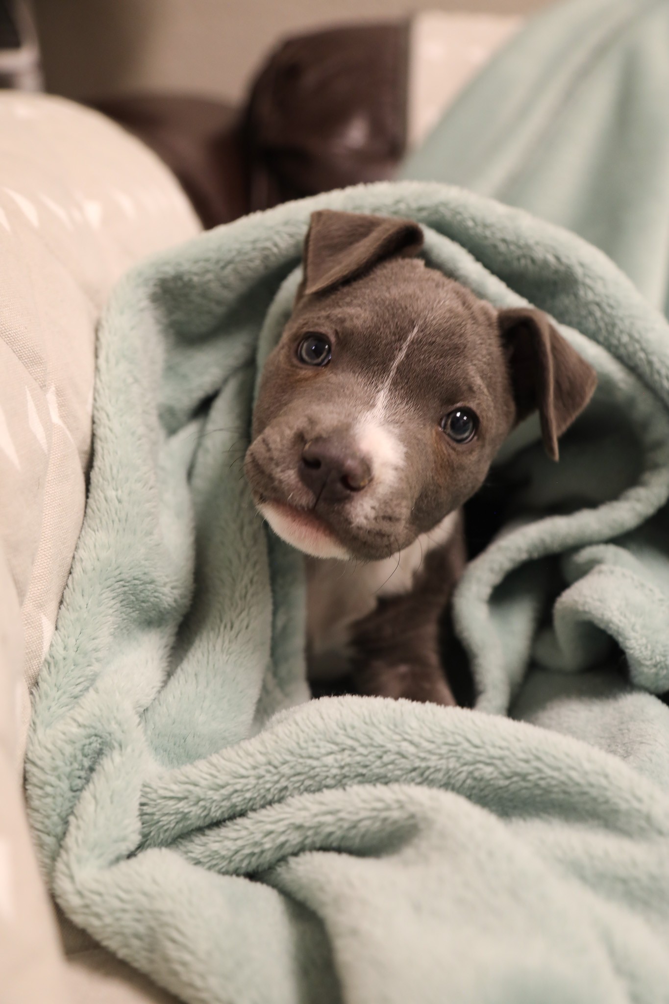 Pittie Puppy Thrivers