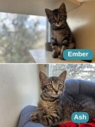 Ash & Ember – Pets of the Week