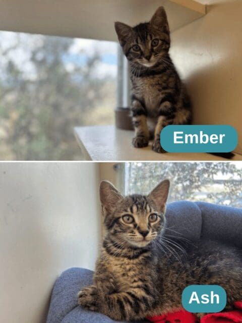 Ash & Ember – Pets of the Week