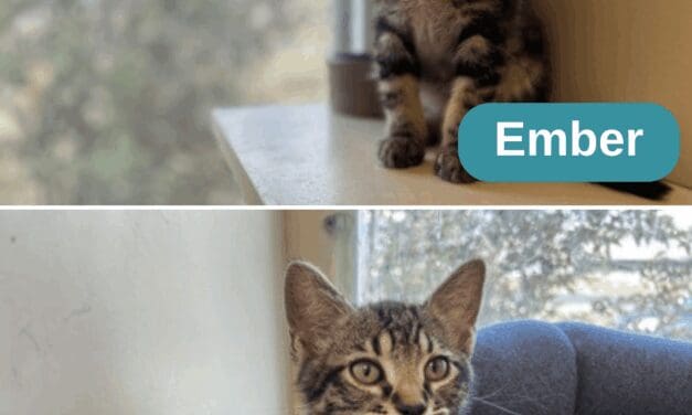 Ash & Ember – Pets of the Week