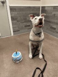 After two years in the shelter’s care and several months in a wonderful foster home, King has been adopted!