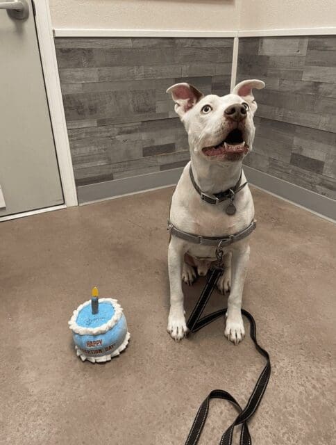 After two years in the shelter’s care and several months in a wonderful foster home, King has been adopted!
