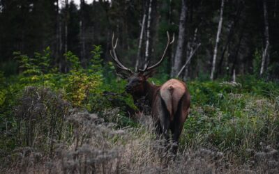 Today is the Deadline for Hunters to Apply for Colorado’s Secondary Draw