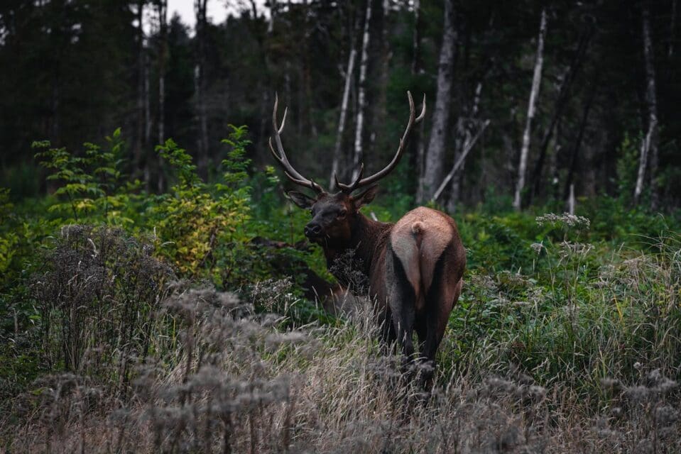 Today is the Deadline for Hunters to Apply for Colorado’s Secondary Draw