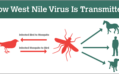 Colorado Confirms First Human Case of West Nile Virus in 2024: Precautions and Safety Tips