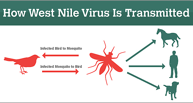 Colorado Confirms First Human Case of West Nile Virus in 2024: Precautions and Safety Tips